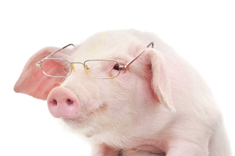 Pig
