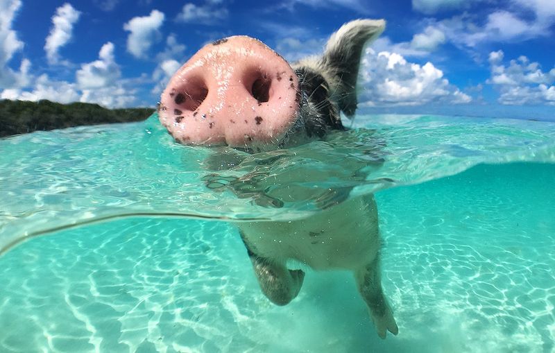 Pig