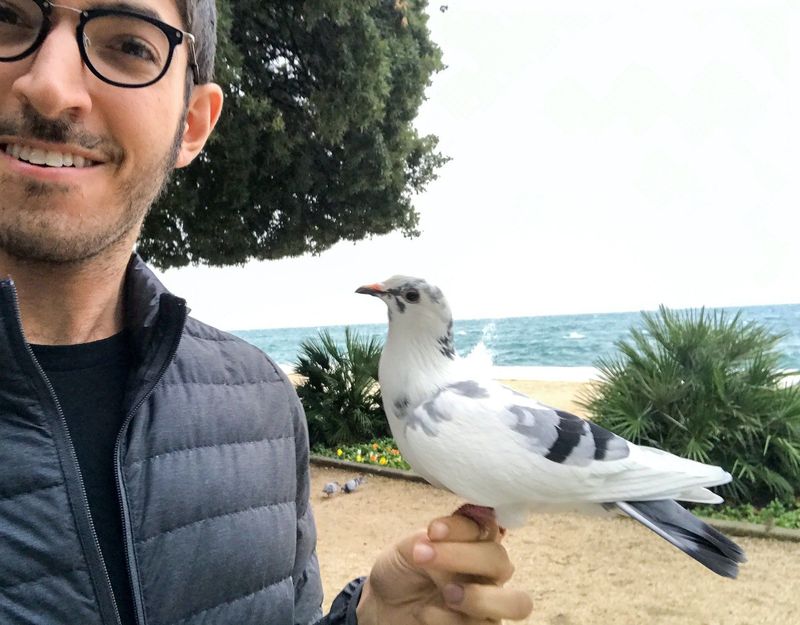 Pigeon