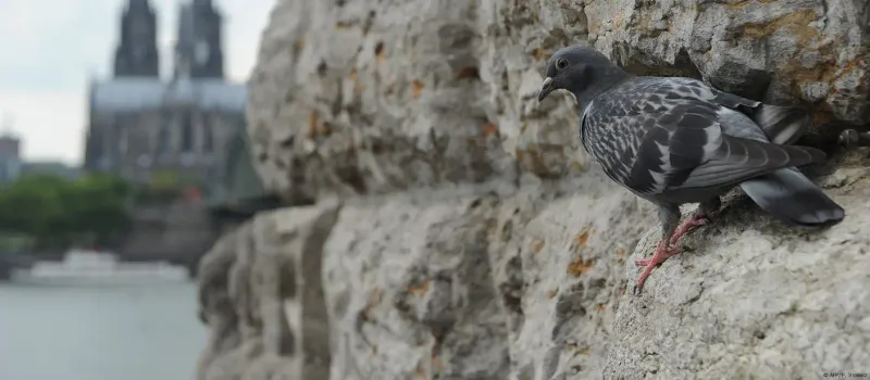 Pigeon