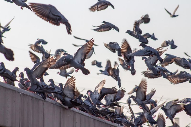 Pigeons
