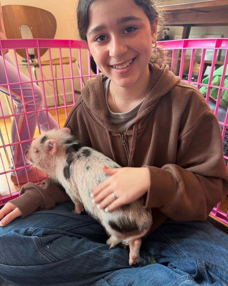 Pigs