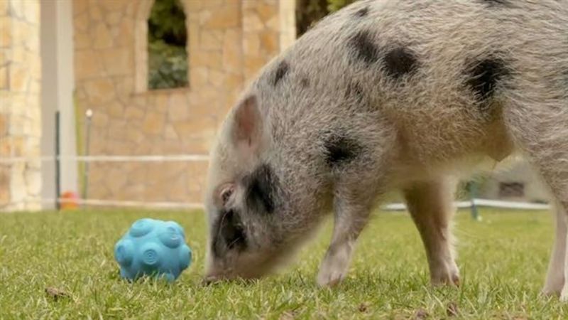 Pigs' Numerical Skills