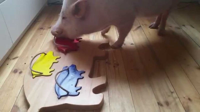Pigs Can Solve Complex Problems