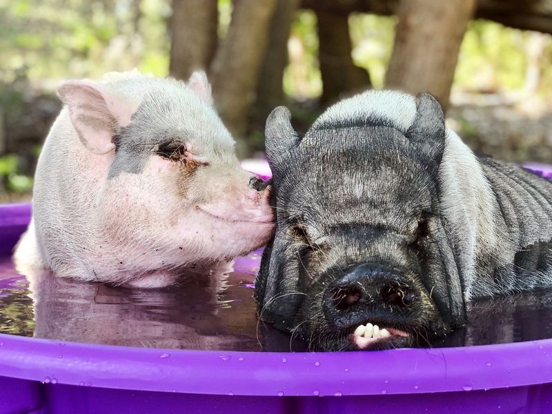Pigs Communicate with Complexity
