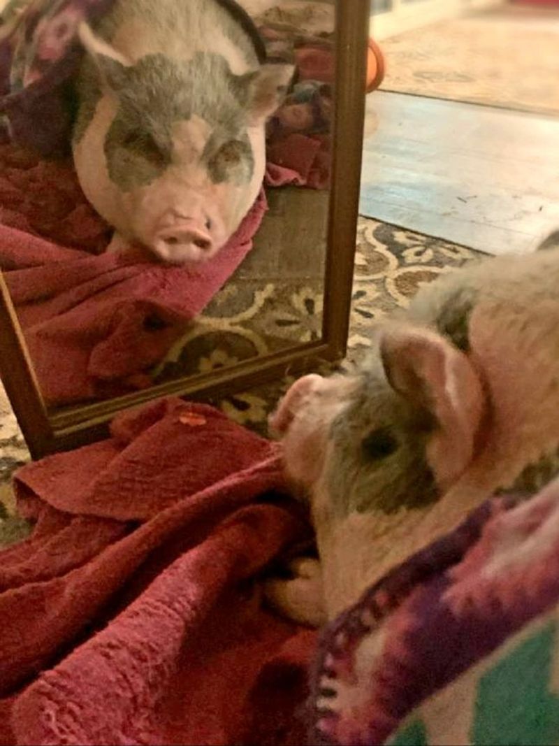 Pigs Exhibit Self-Awareness