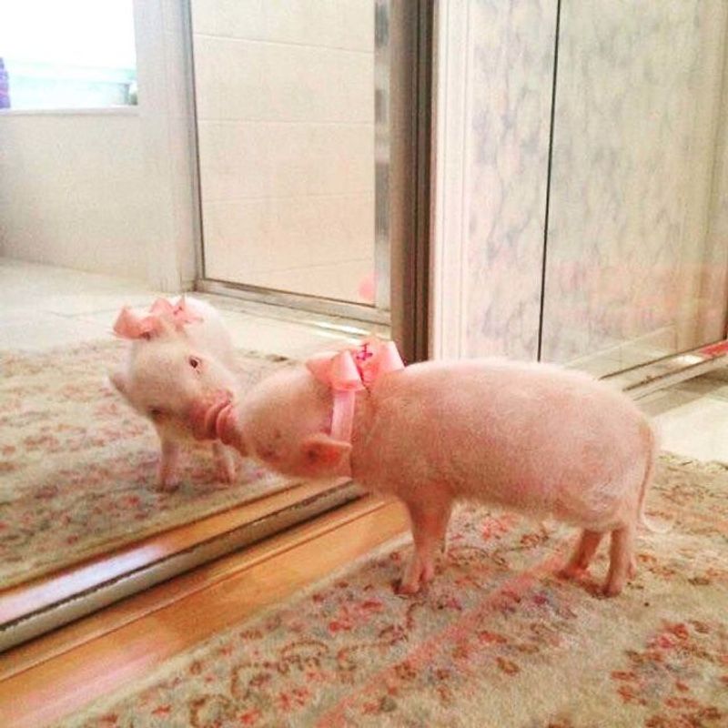 Pigs Recognizing Themselves
