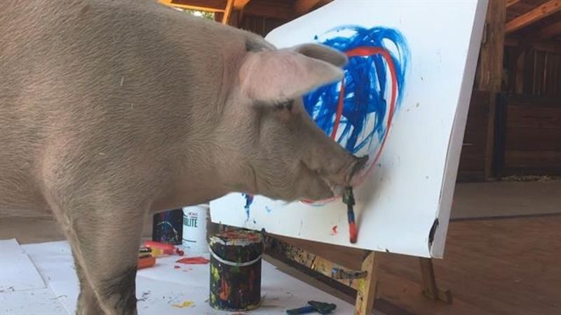 Pigs Show Playful Creativity