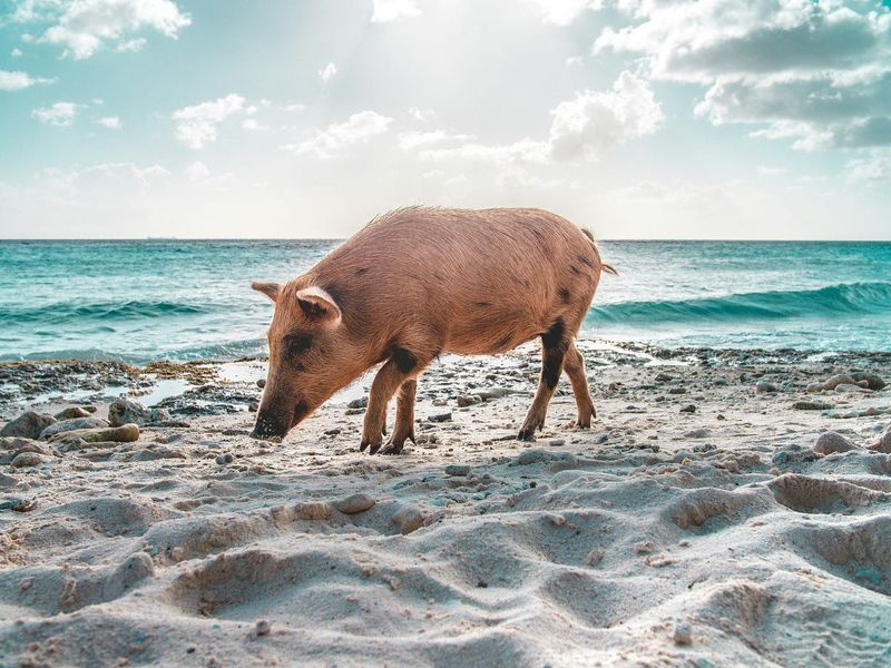 Pigs Thrive in Diverse Environments