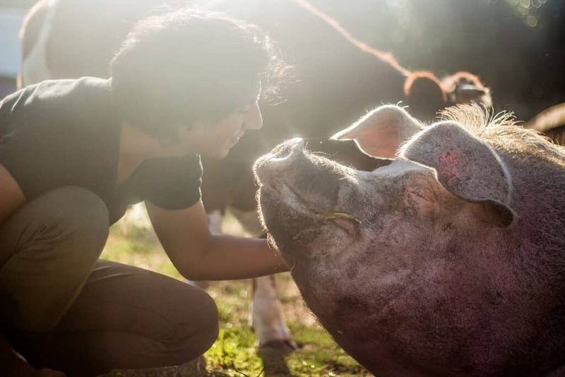 Pigs Understand Symbolic Language