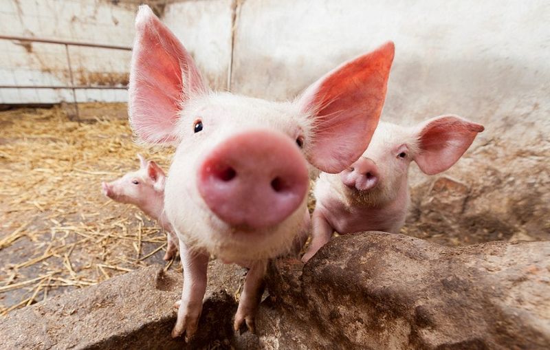 Pigs and Prosperity