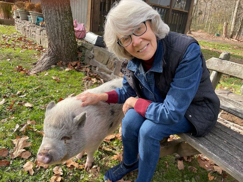 Pigs