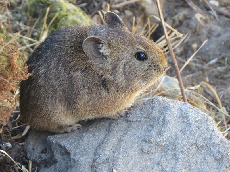 Pika