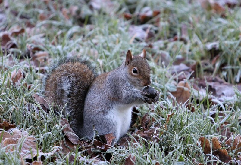 Pile of Nuts