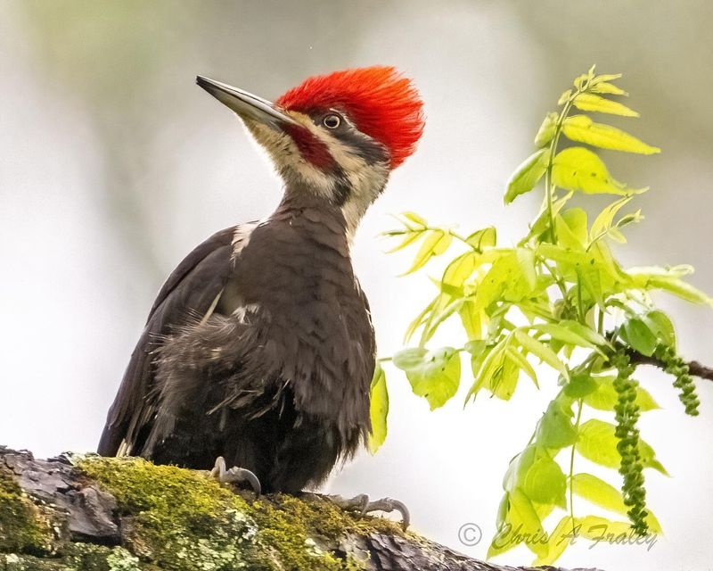 Pileated Woodpecker