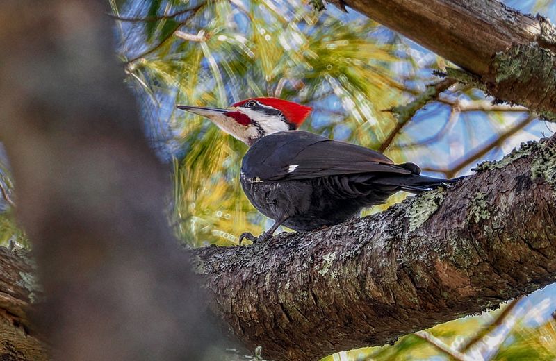 Pileated Woodpecker
