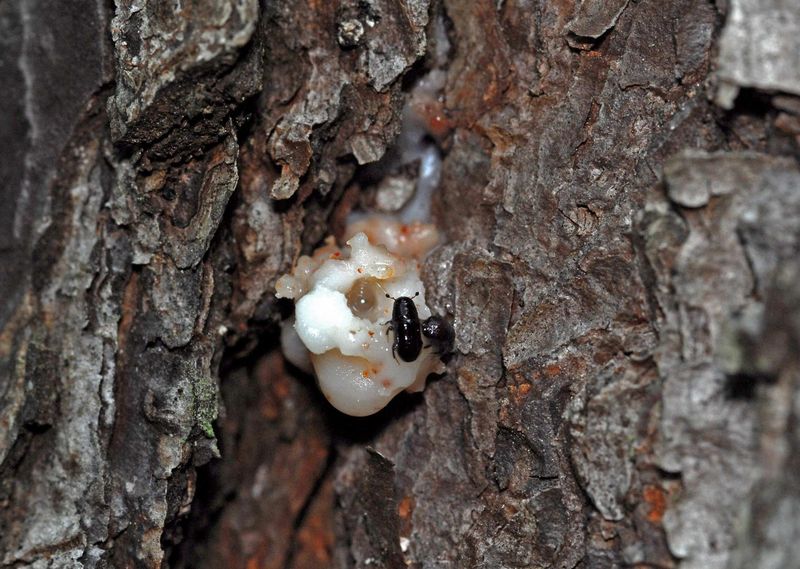 Pine Bark Beetle