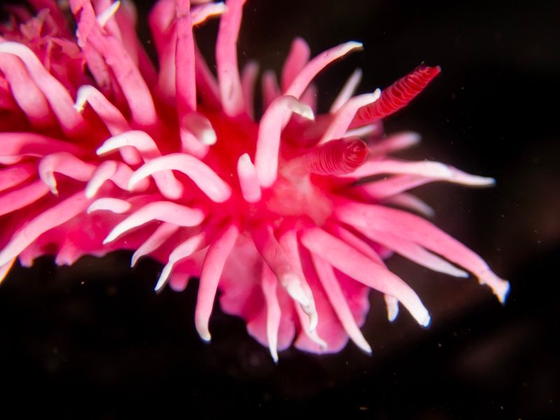 Pink Armored Sea Slug