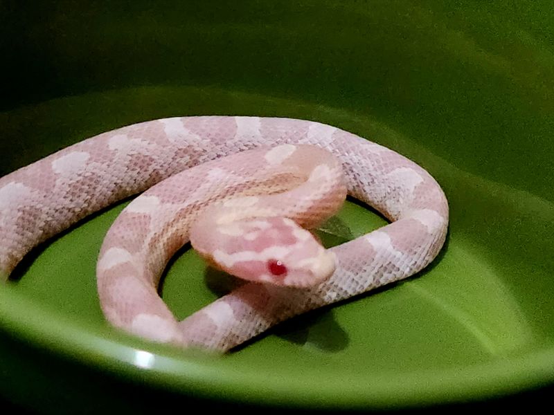 Pink Corn Snake
