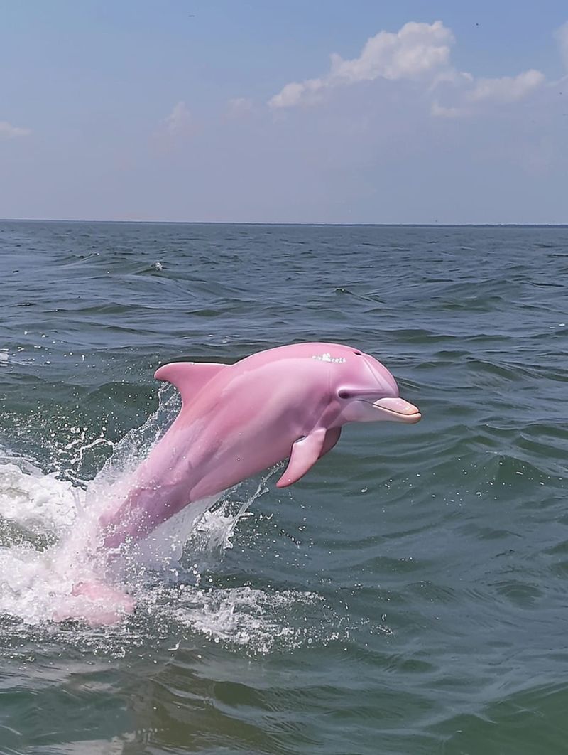 Pink Dolphin