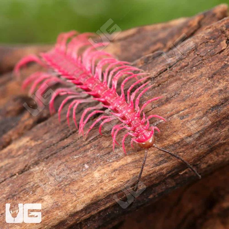 Pink Dragon Millipede