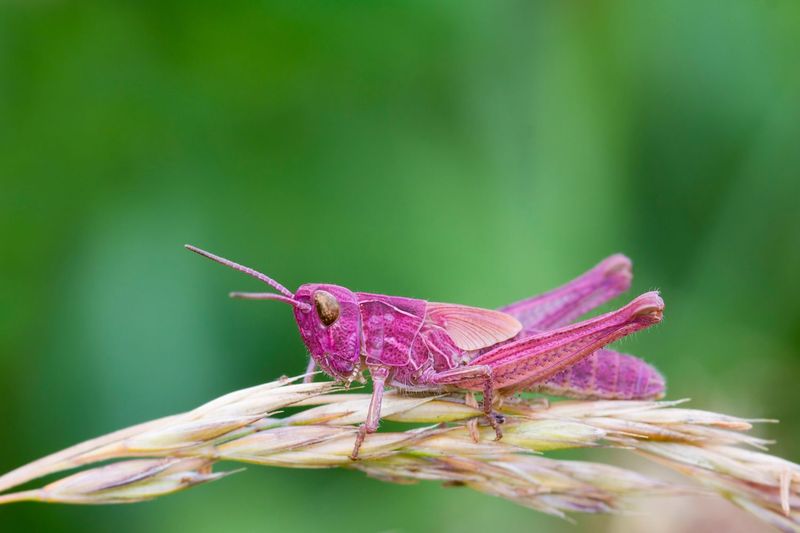 Pink Grasshopper