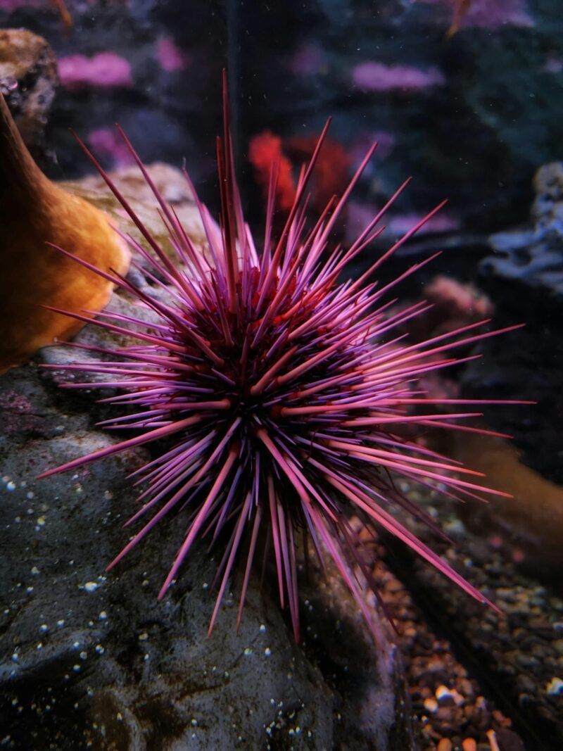 Pink Long-Spined Sea Urchin
