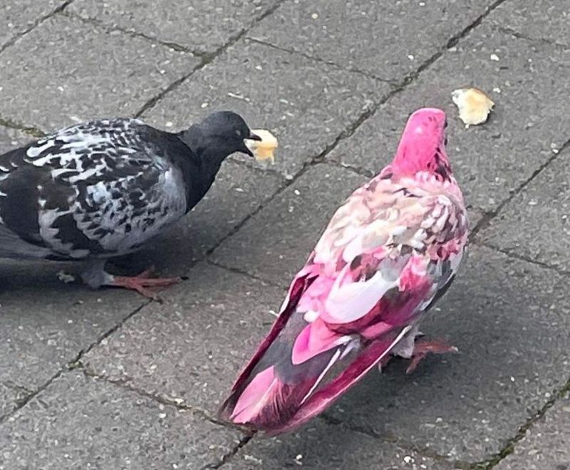 Pink Pigeon