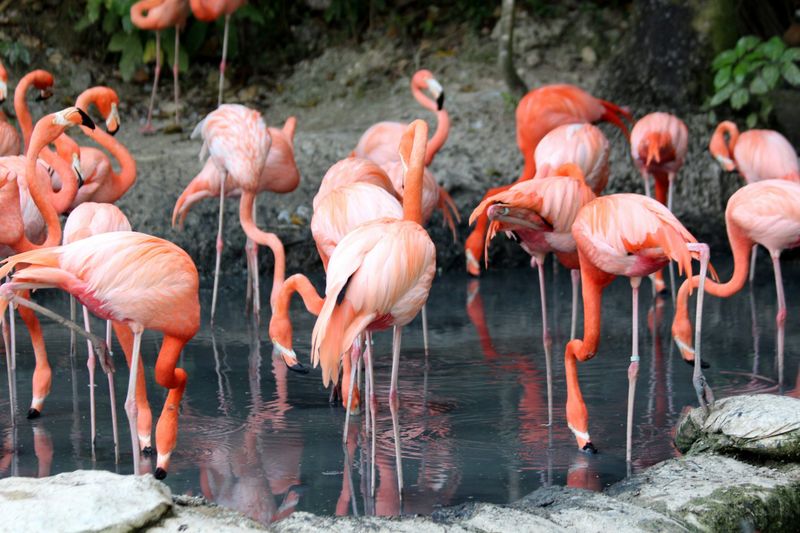 Pink Plumage Comes From Diet