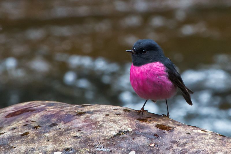 Pink Robin