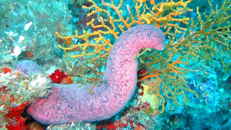 Pink Sea Cucumber