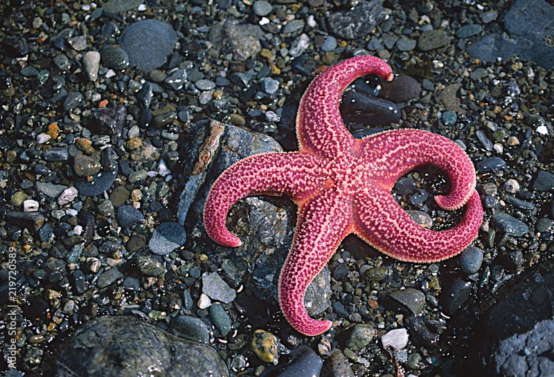 Pink Sea Star