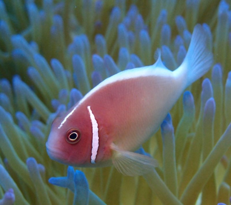 Pink Skunk Clownfish