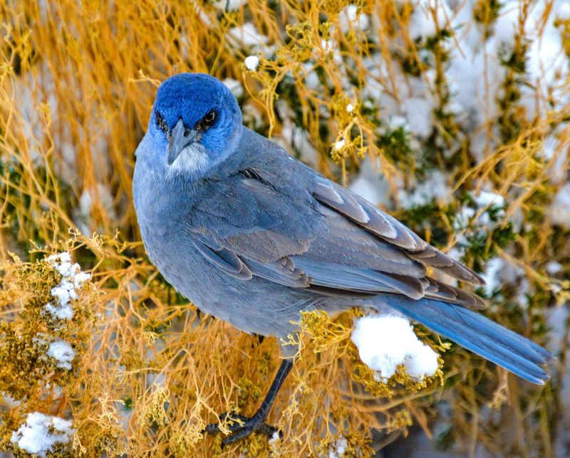 Pinyon Jay