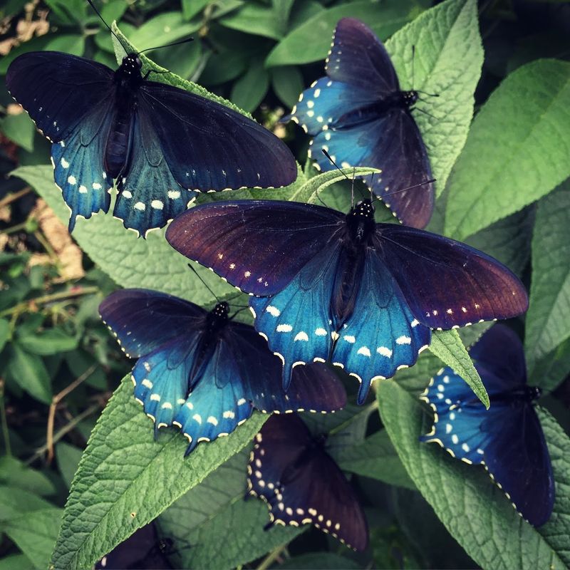 Pipevine Swallowtail