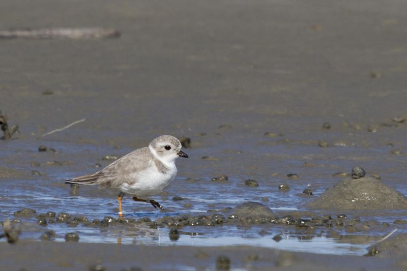 Piping Plover