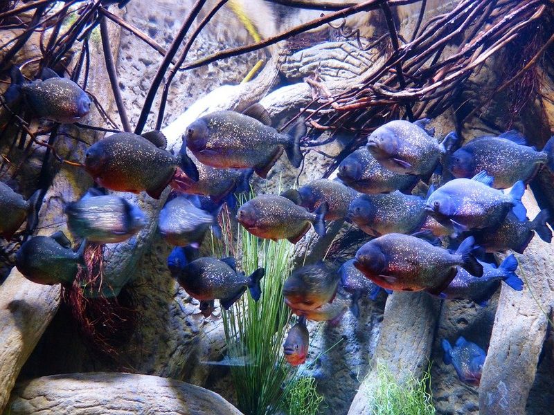 Piranha