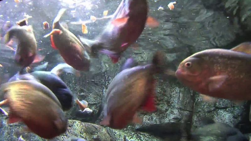 Piranha