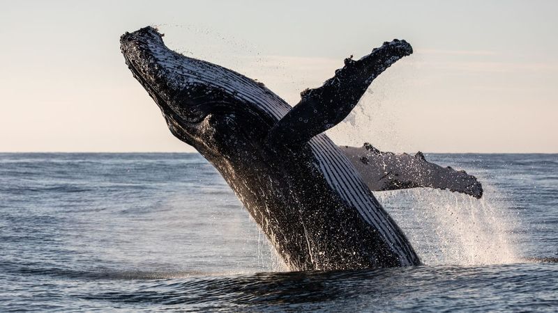 Pisces - Whale