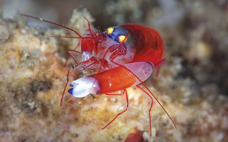 Pistol Shrimp's Sonic Blast