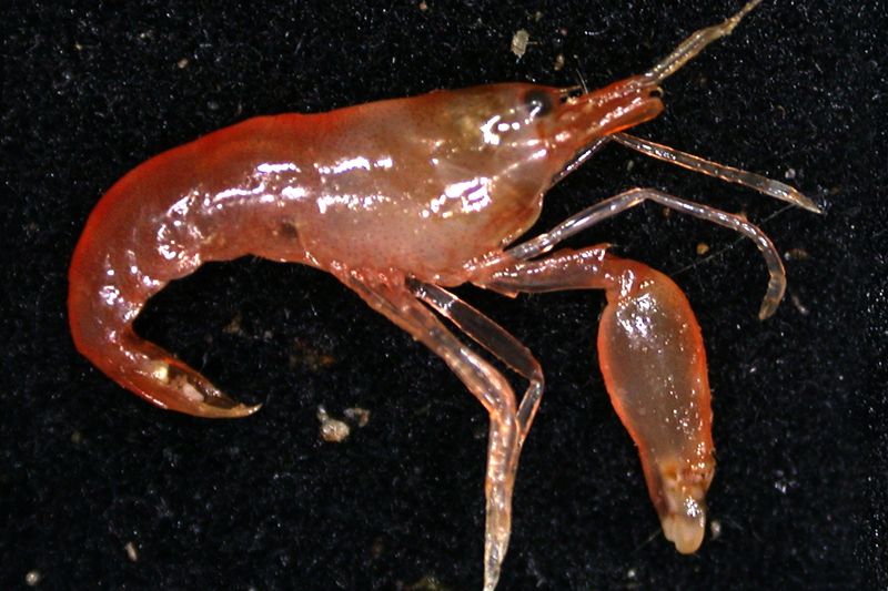 Pistol Shrimp