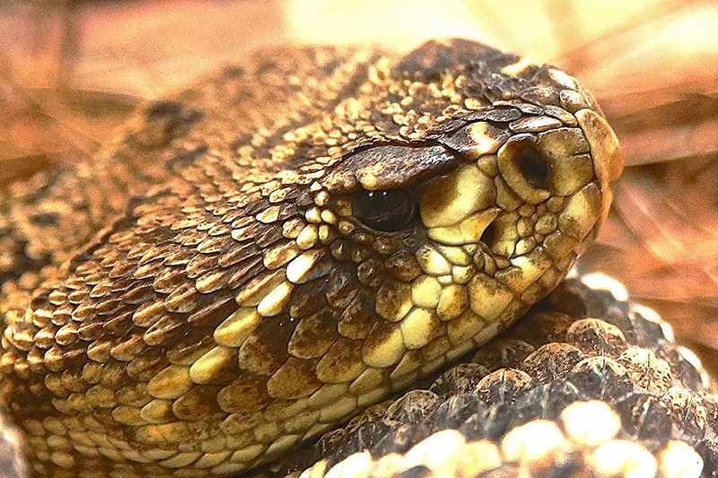 Pit Viper Heat Sensors