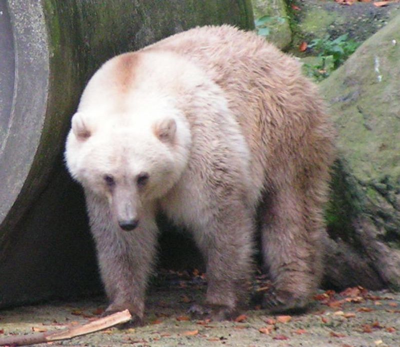 Pizzly Bear