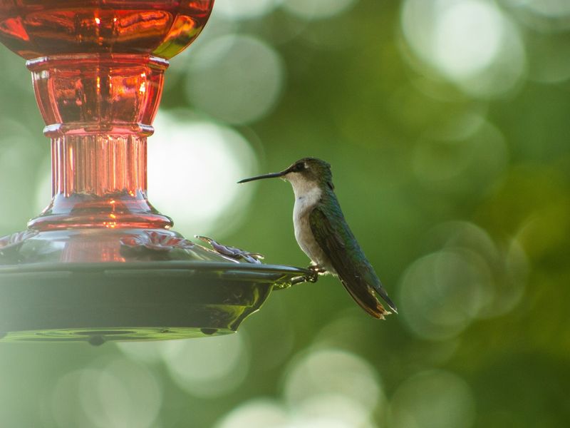 Placing Feeders in Direct Sunlight