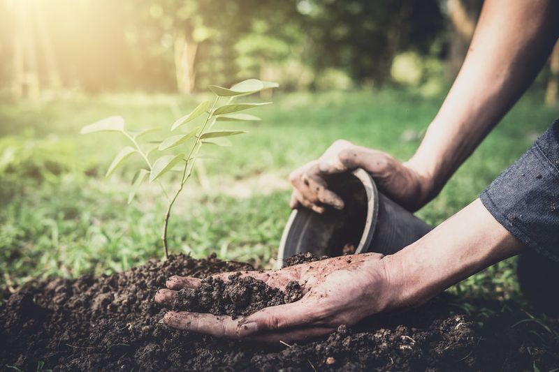 Plant a Tree in Their Honor