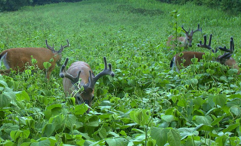 Planting Food Plots