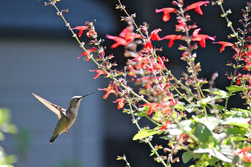 Planting a Variety of Flowers