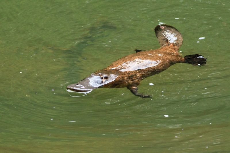 Platypus