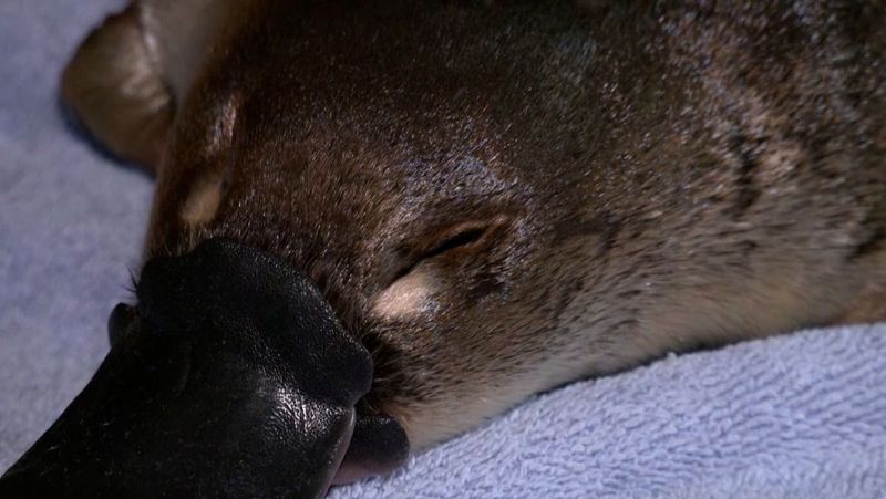 Platypus