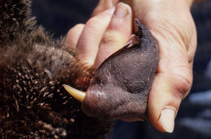 Platypus